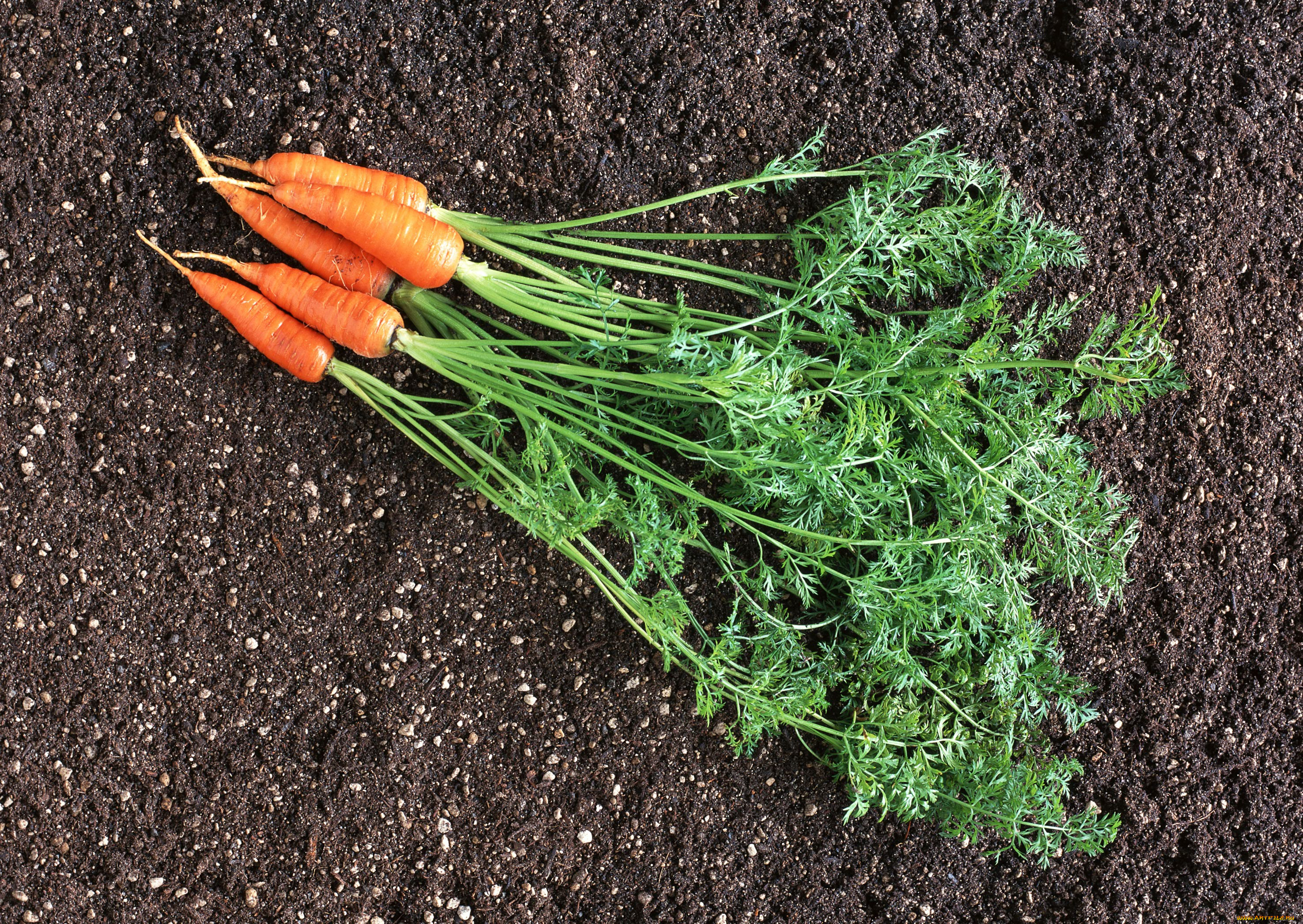 Включи морковь про новый. Айди морковки. Морковь на столе. Красивая морковь. Морковь картинка.
